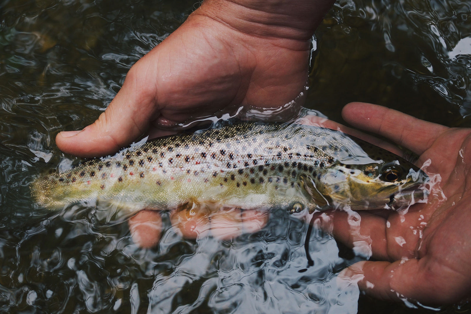 Norfolk Wild Fly Fishing Top 5 Fly Free Fishing Films