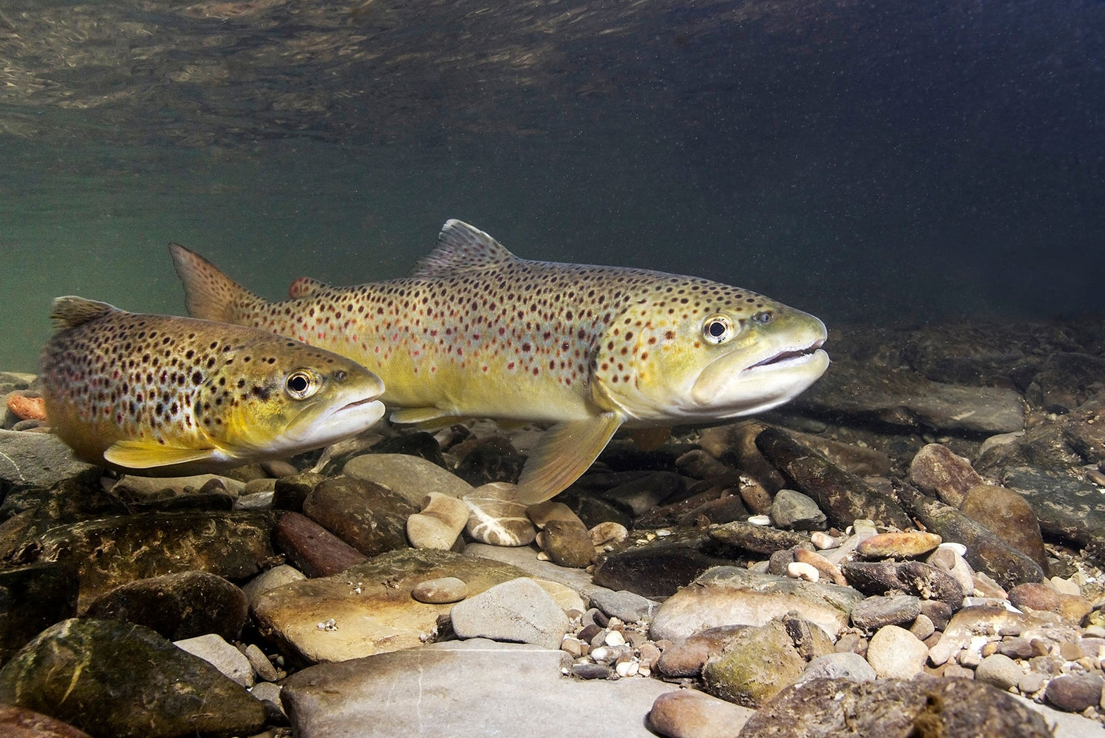 Winter Fishing in NSW for Trout?