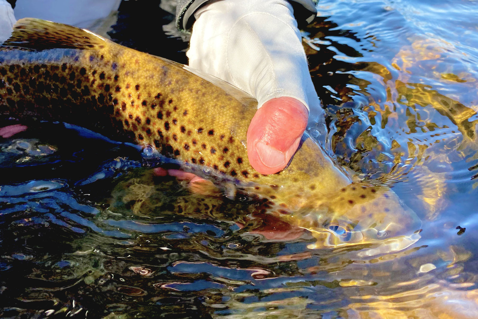 Norfolk Wild Keep Em Wet